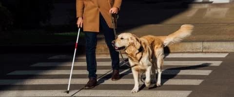 Lack of Framework for Assistance Dogs in Cyprus