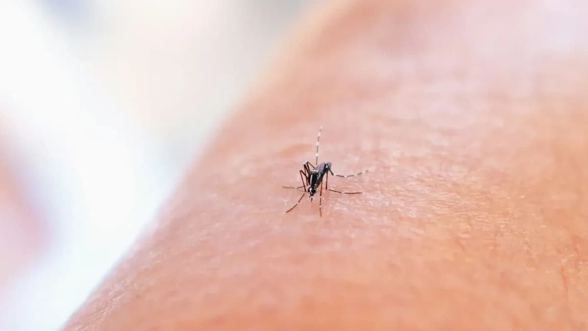 אזהרה מפני נגיף צ'יקונגוניה: מגיפה חדשה?