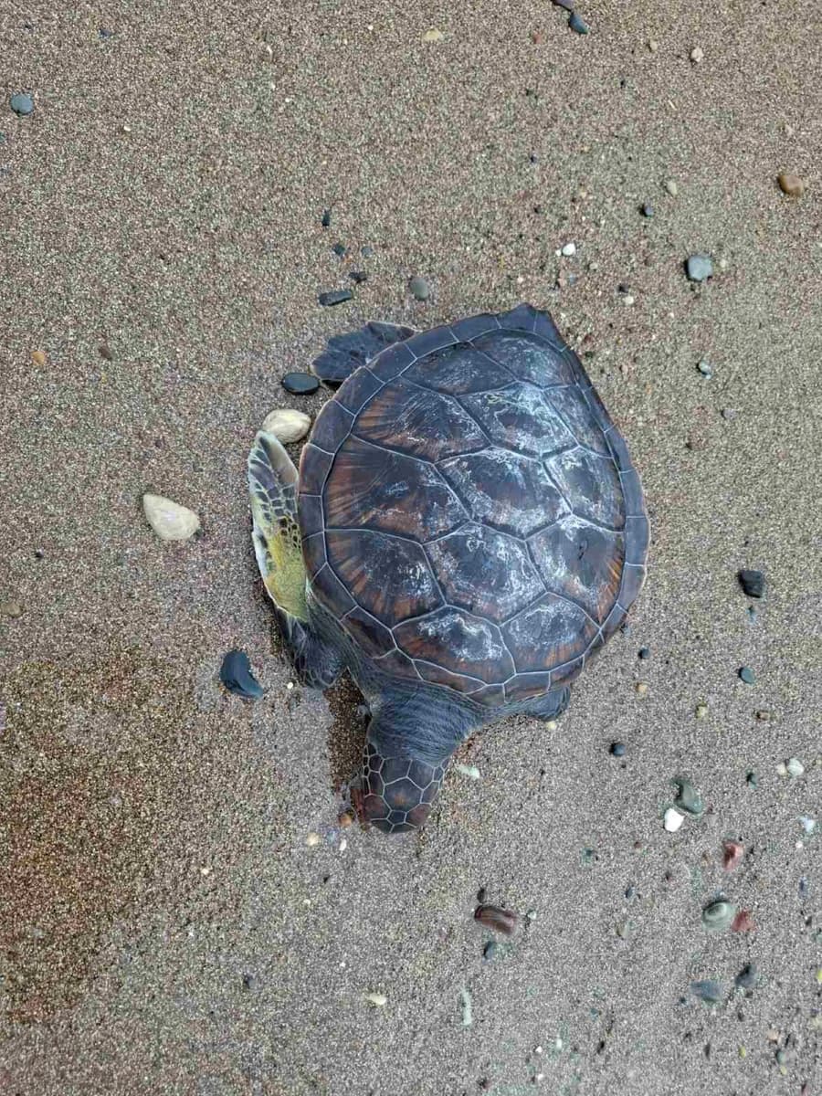 Timi: Encuentran tortuga muerta en la playa – Investigación sobre la causa de la muerte
