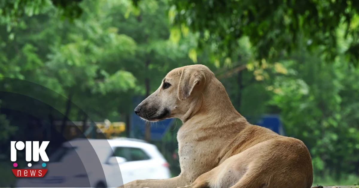 Científicos chipriotas investigan tratamiento no invasivo contra el cáncer en mascotas