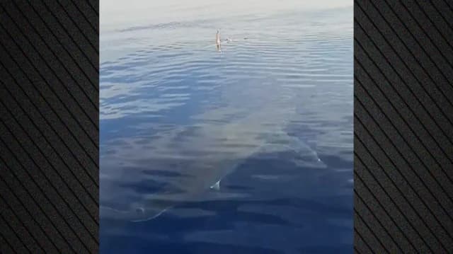 Tiburón avistado en Kárpatos – Video