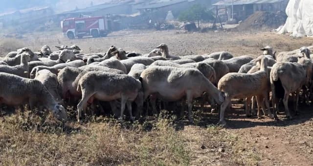 התפרצות אבעבועות צאן ובקר בקפלוניה – חקירה בחשד לקבורה לא חוקית