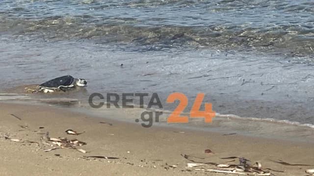 Heraklion: Meeresschildkröte Nausicaa kehrt nach vier Jahren ins Meer zurück