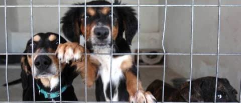 Paphos: Besorgnis über die Entfernung von 2.000 Tieren aus dem Tierheim