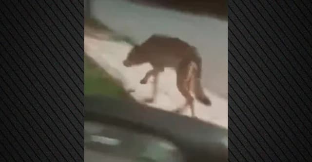 Εμφάνιση λύκου σε Πετρούπολη και Άνω Λιόσια – Βίντεο