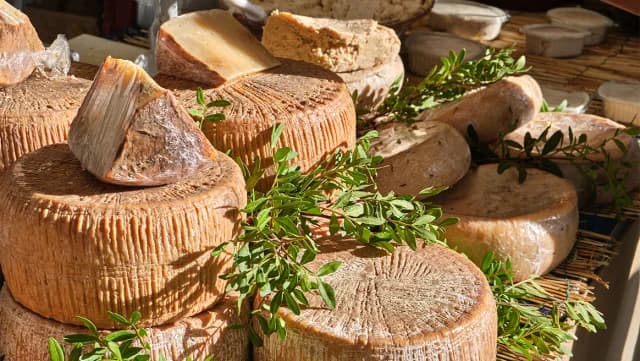 Casu Marzu: El queso 'más peligroso' del mundo de Cerdeña