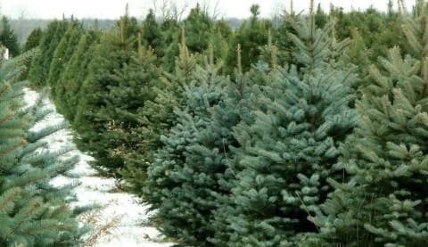 El Departamento Forestal venderá árboles de Navidad desde finales de noviembre