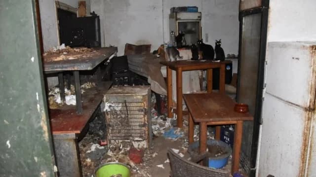 Donousa: Multa de 1,7 millones de euros por 58 gatos desnutridos