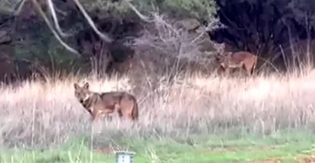Lobos avistados cerca de viviendas en Thermi, Tesalónica