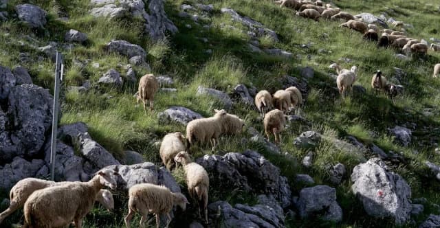 הפרות חדשות של אמצעים למניעת אבעבועות צאן ובקר - העברות לדין