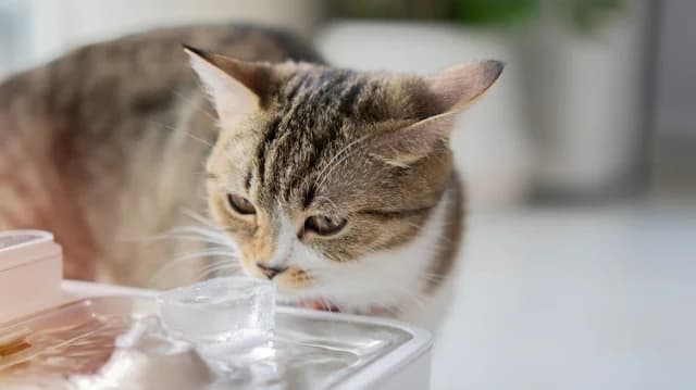 Ηλεία: Γάτες παγιδεύονται σε πλαστικά μπουκάλια - Έκκληση για προσοχή