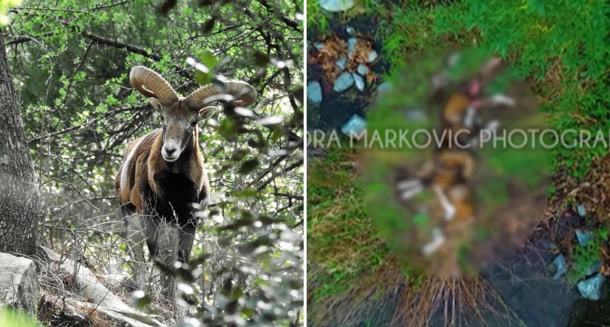 Imagen Trágica: Muflones de Chipre Encontrados Muertos Tras Pelea en Troodos