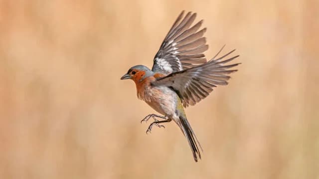 Wie lange kann ein Vogel ohne Landung fliegen?