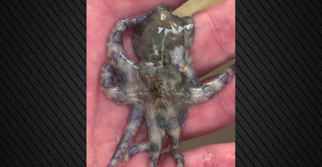 Tourist berührt unwissentlich tödlichen Oktopus und geht viral