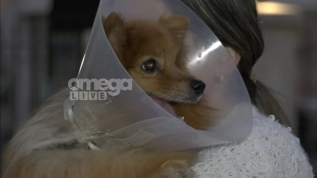 Bendición de animales en Limassol: Decenas de guardianes presentes (Imágenes)