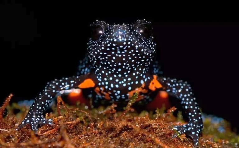 Fotografía Turística Amenaza a la 'Rana Galaxia' en India