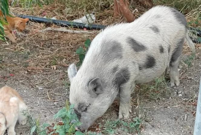 SOS por Rouni: Preocupación por la mascota no oficial de Lárnaca