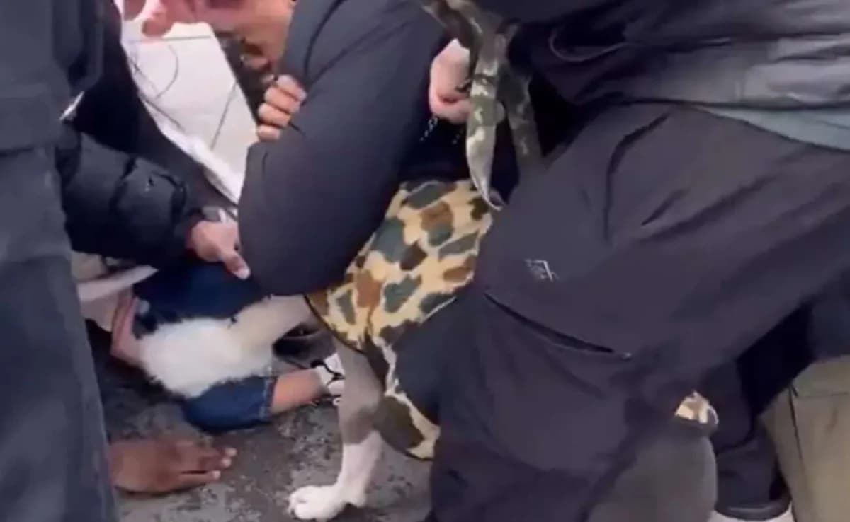 Pitbull ataca a niño en la ciudad de Nueva York – Video