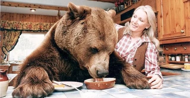 Hércules: La historia de un oso criado como miembro de una familia en Escocia
