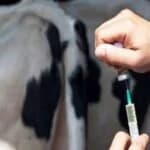 Καναδάς και Αυστραλία μπλοκάρουν κυπριακά ζωικά προϊόντα λόγω αφθώδους πυρετού