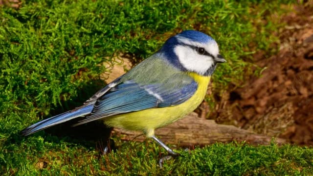 Dadia-Wald wird wiedergeboren: Vogelwelt kehrt nach Bränden zurück