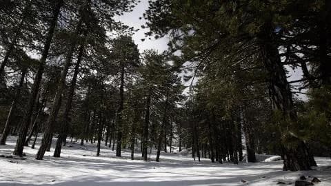 Heavy Snowfall in Troodos Before New Year's Eve