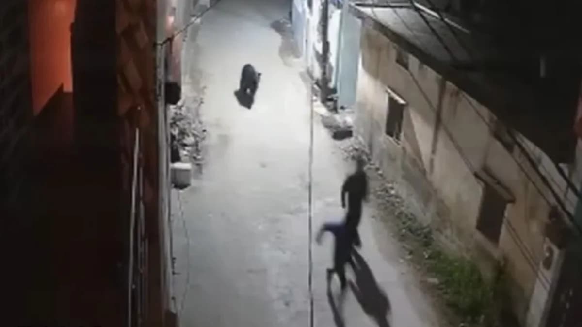 印度：野熊在偏僻道路上追逐男子