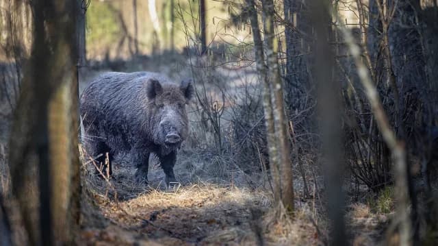 Kastoriá: Jabalí hiere gravemente a cazador