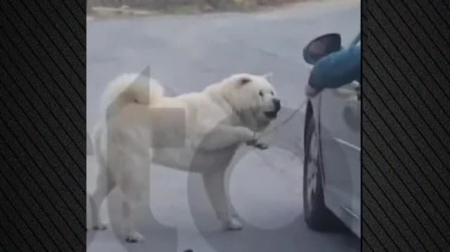 Salónica: Un hombre de 67 años arrastró a un perro con un coche – Se le da tiempo para disculparse