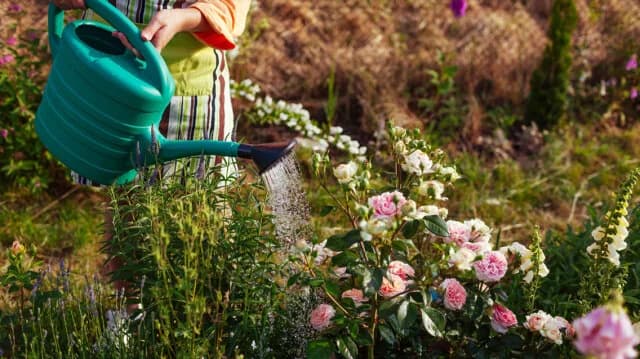 Enero en el jardín: Cuidado y oportunidades