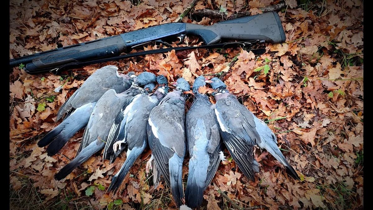 Pafos: Cazadores furtivos amenazan a guardas de caza con un arma – Un arresto