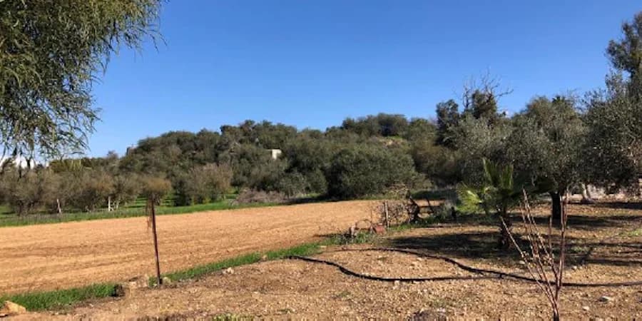 Themis: מכירות פומביות מקוונות של חלקות אדמה החל מ-1000 אירו