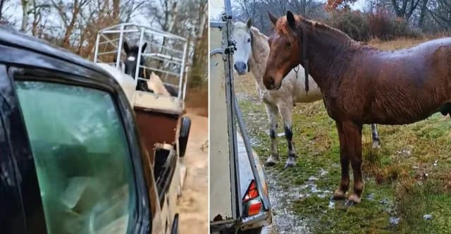 Emotivo rescate de caballos de una inundación en Kastoriá, Grecia