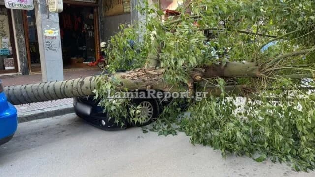 Lamia: Baum fällt auf Autos im Stadtzentrum – Straße gesperrt