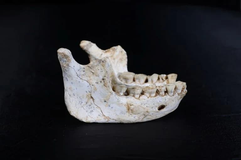 Окаменелости в Касабланке: Потенциальная связь с предками Homo sapiens и неандертальцев