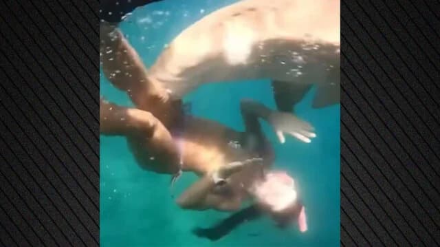 Ataque de tiburón en Brasil: Mujer mordida mientras buceaba