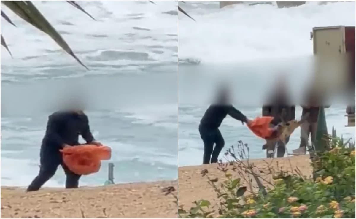Investigación disciplinaria por video de tortuga muerta en Chloraka