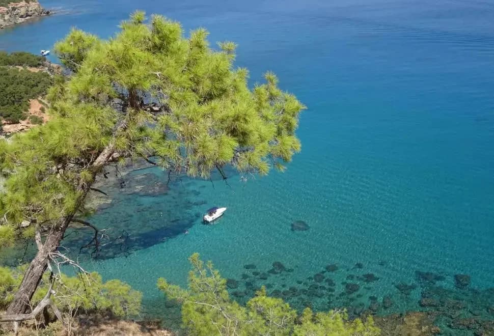 Audit Office Report: Negligence by the Department of Forests Led to €1 Million Loss in Akamas