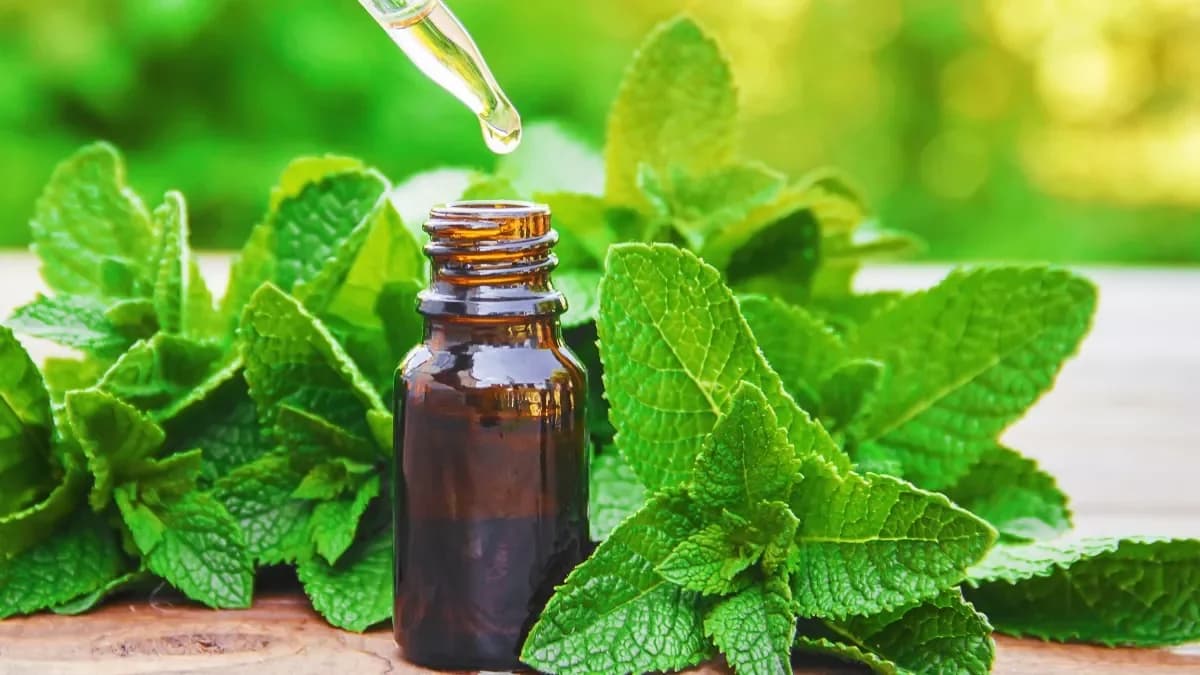 Ancient Mint Oil: Benefits for Digestion, Headaches, and Anxiety