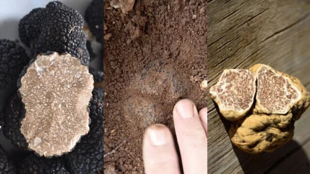 Trufa griega: Oro subterráneo en el mapa gourmet