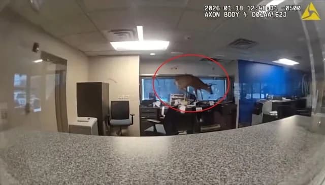 Ciervo irrumpe en un banco de Nueva York tras romper una ventana