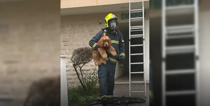Firefighter Rescues Dog from Larnaca Fire – Touching Photo