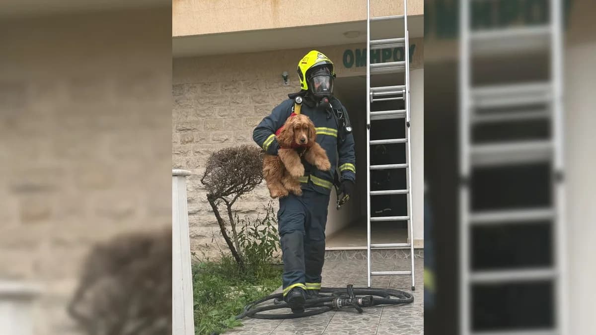 Touching Photo: Firefighter Rescues Dog from Larnaca Fire