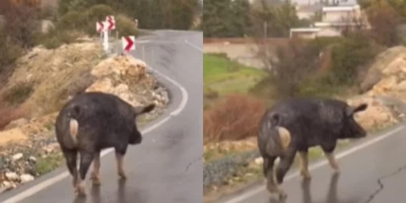 Γουρούνι κυκλοφορεί στους δρόμους του Αγίου Τύχωνα στη Λεμεσό