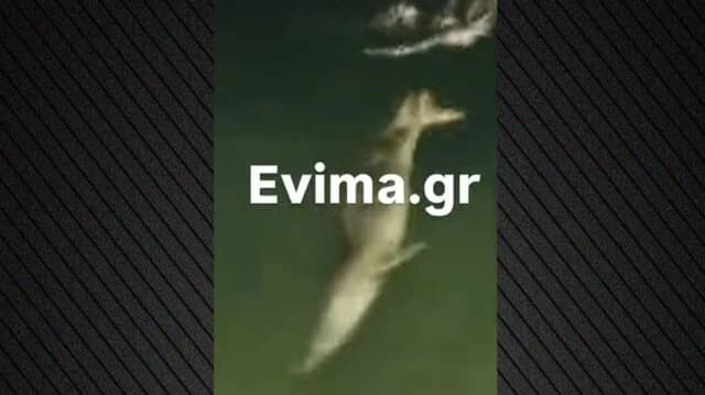 Ενθουσιασμός στην Εύβοια: Φώκιες εμφανίστηκαν σε λιμάνι