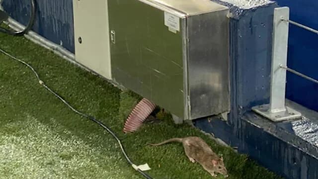 Un ratón invade el Camp Nou antes del partido Barcelona-Copenhague