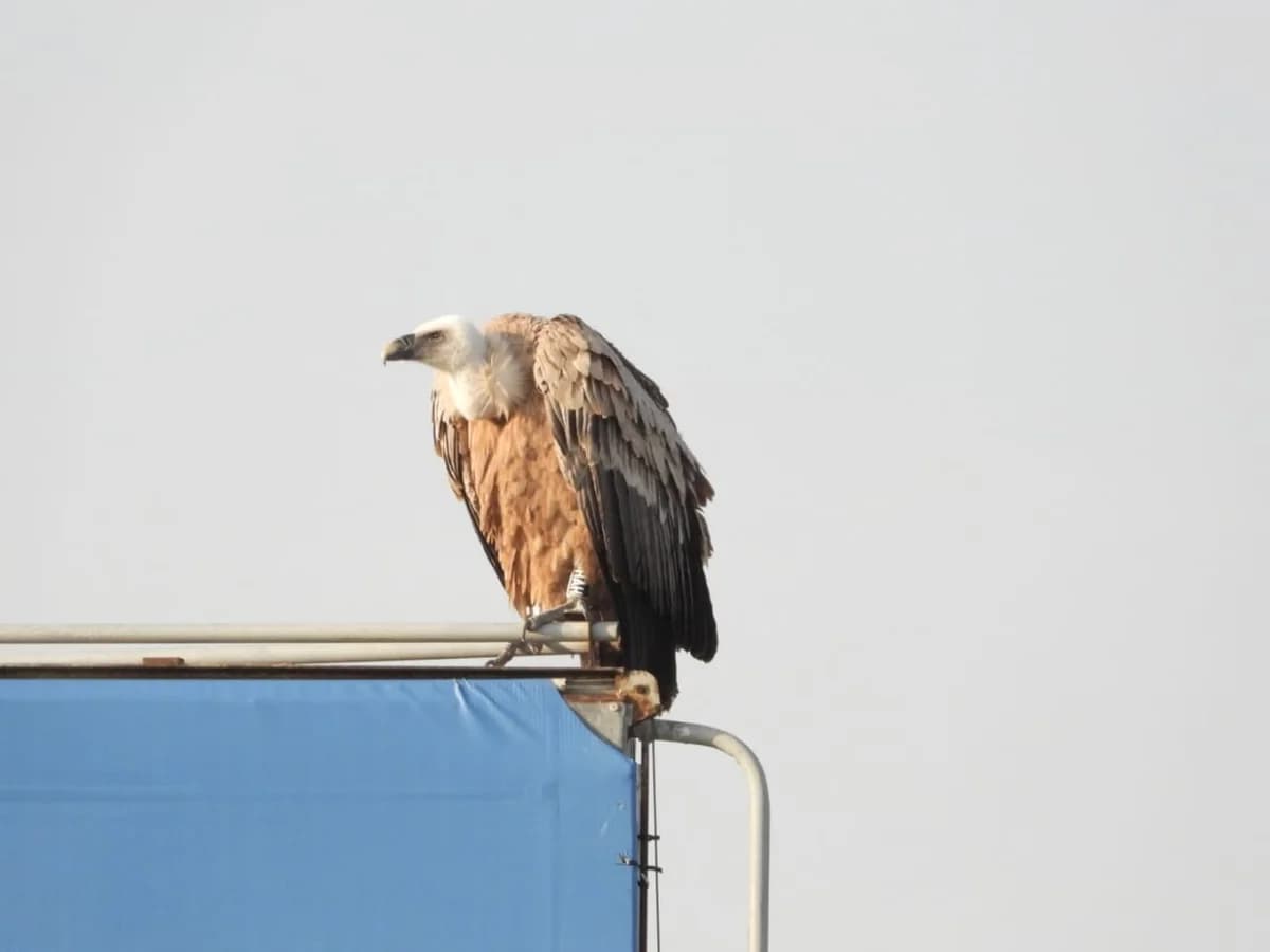 Η BirdLife Cyprus καθησυχάζει για τον ασθενικό γύπα της Ορόκλινης