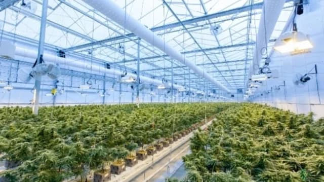 Северная Македония: изъято 30 тонн каннабиса