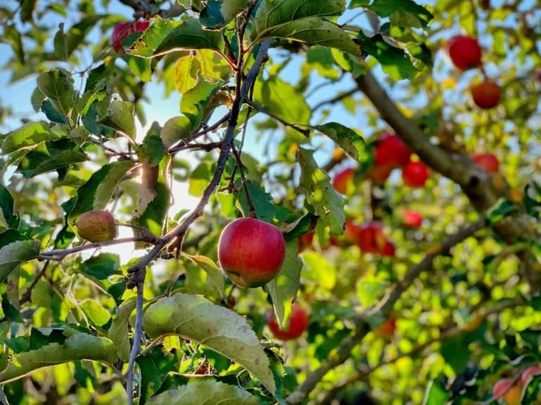 欧洲苹果：研究揭示农药污染
