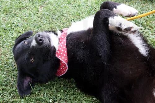Aumento del abandono y maltrato animal en Chipre